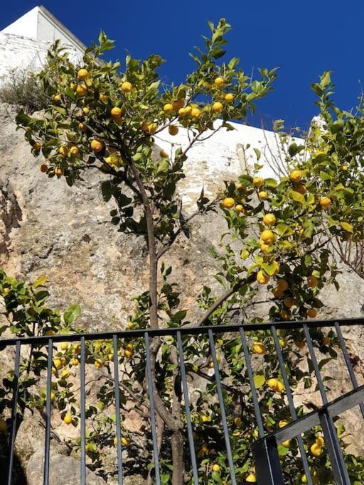 Mirador Del Olivar Olvera Ngoại thất bức ảnh